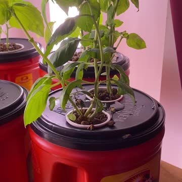 My hydroponic set up