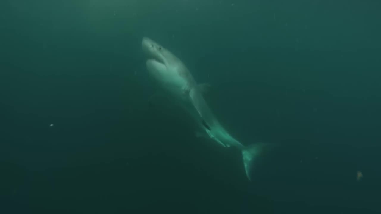 A Great White Shark Cautioning a Reckless Scuba Diver