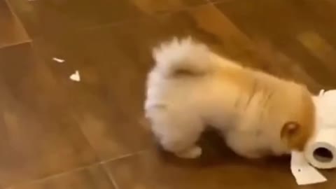 funny and cute dogs playing around - TRY NOT TO LAUGH