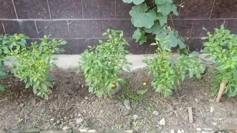 This is a row of home grown peppers