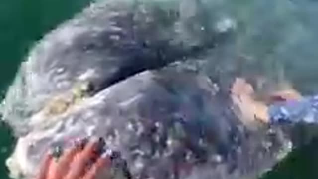 Nature Video Clips # - 02