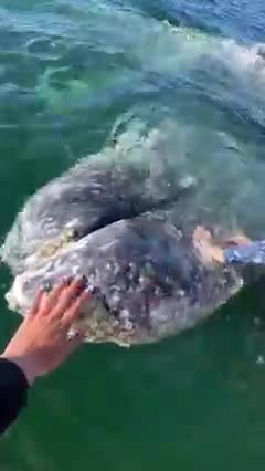 Nature Video Clips # - 02