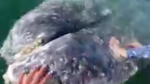 Nature Video Clips # - 02
