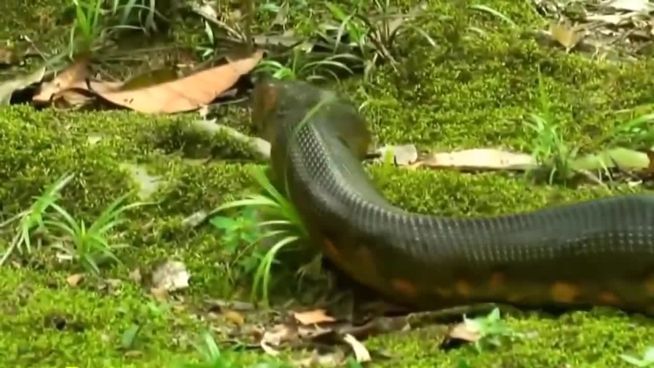 Giant Anaconda World's longest snake found in Amazon River