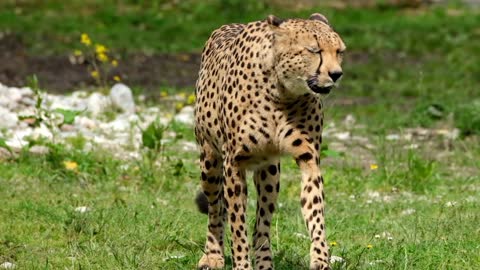 cheetah