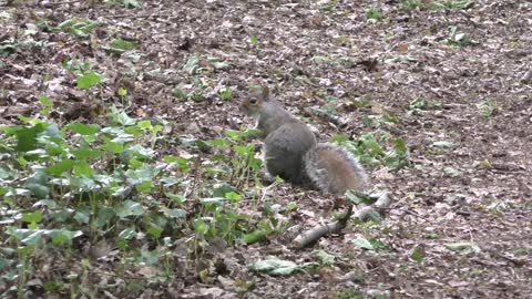 Wiewiórka / Squirrel # 1
