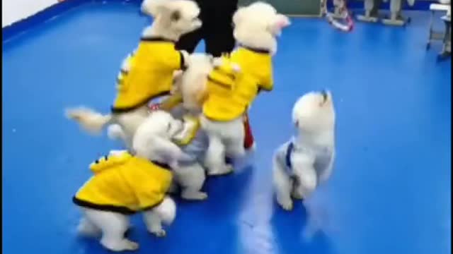 Dogs high skills challenge