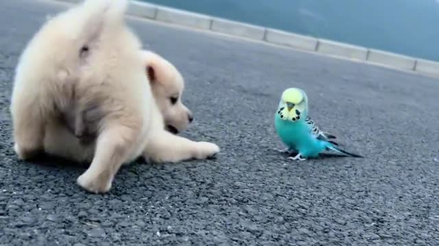 The parrot