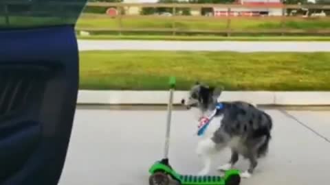 dog is bicycle raiding on the road