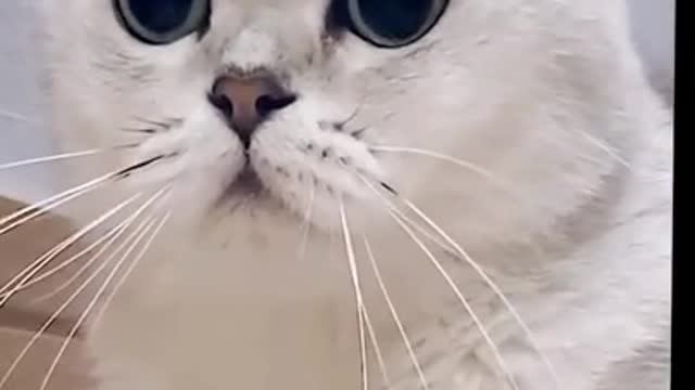 Funny cats 😹 - try not to laugh 🤣 - The funniest cat...