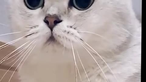 Funny cats 😹 - try not to laugh 🤣 - The funniest cat...