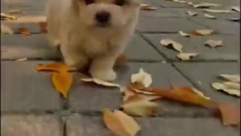 Cute and happy puppy