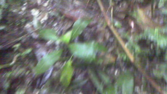 Solid white quartz trail and stream 2+ hrs into jungle Pan de Azucar