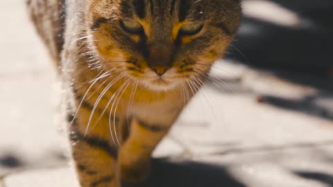 /close-up-video-of-cat-yawning