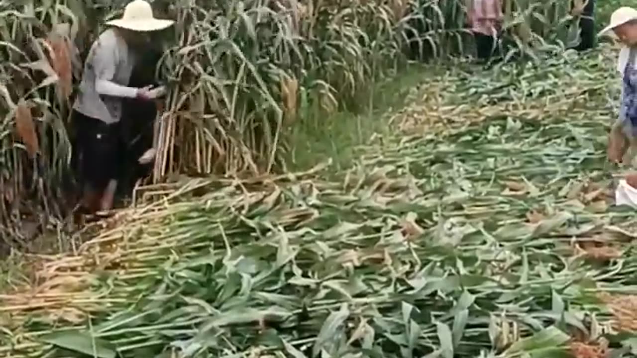 Smart Idea Harvest Sorghum