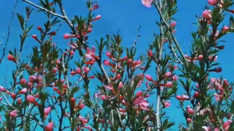 Relaxing Music | Sleeping, Meditation, Stress Relief | [809] ⭐️