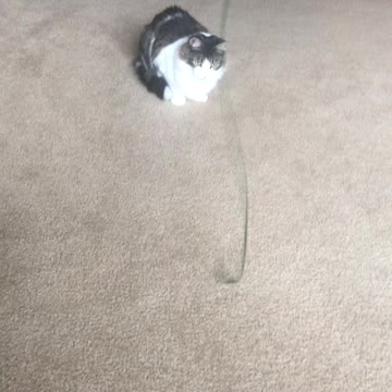 Prince Chase Flooferton