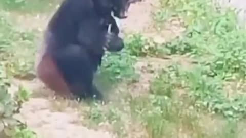 funny vids animals