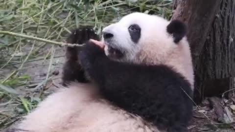 Two giant pandas rushing to eat apples