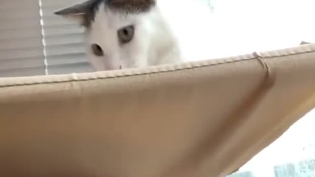 Funny cat