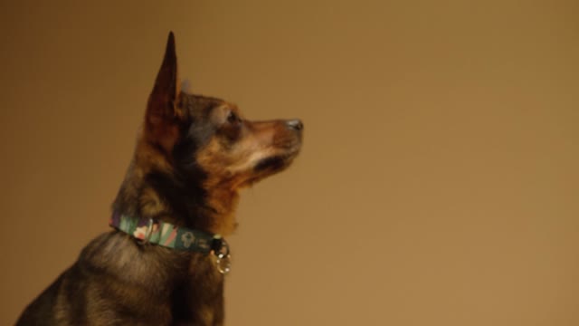 Close-Up View of a Dog and a Person's Hands Doing High Five