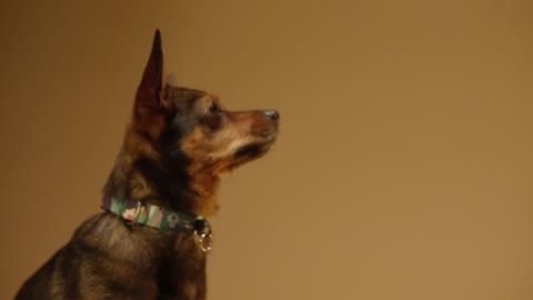 Close-Up View of a Dog and a Person's Hands Doing High Five