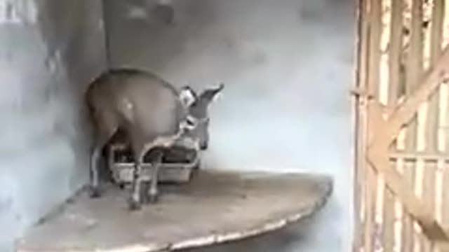 se liga no parkour kkk (tente nao rir)