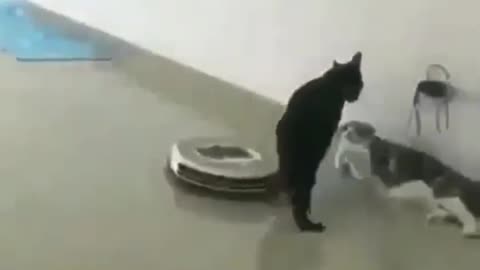 Animals doing the funniest thing!!