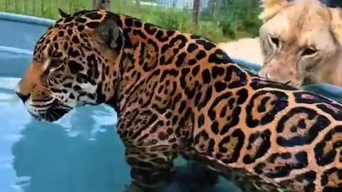 A Jaguar on hot day