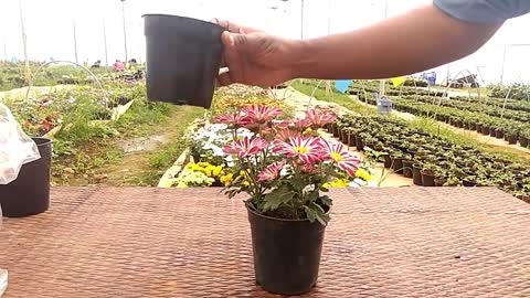 Growing techniques of Chrysanthemums