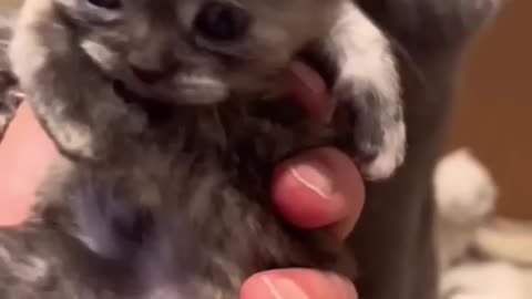Mother Cat Protects Kitten_ Adorable Standoff Ensues
