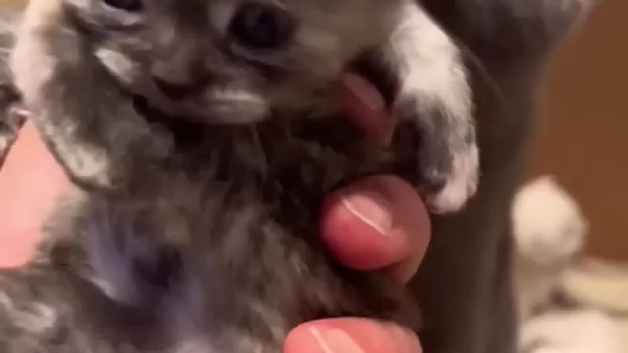 Mother Cat Protects Kitten_ Adorable Standoff Ensues