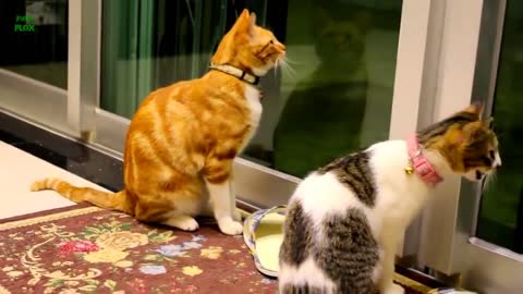 kittens meowing to confuse your pets