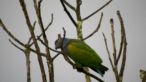 A blue headed pionus perched on a stem