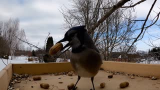 Vividly colored birds frequent this simple peanut feeder