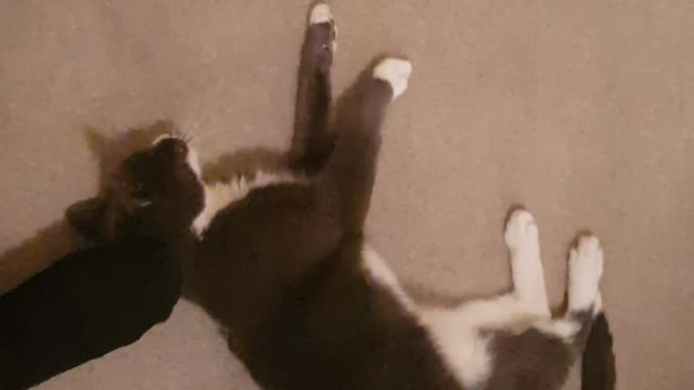 Cat love foot massage