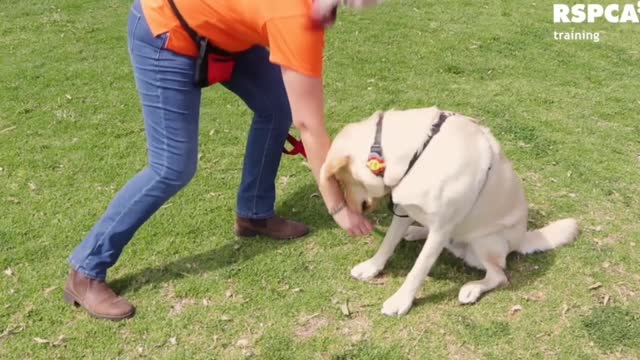 DOG TRAINING: How to teach your Dog to Sit and Drop