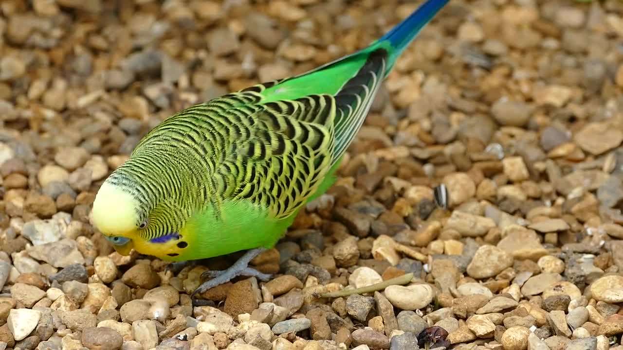 Beautiful budgerigar little parrot