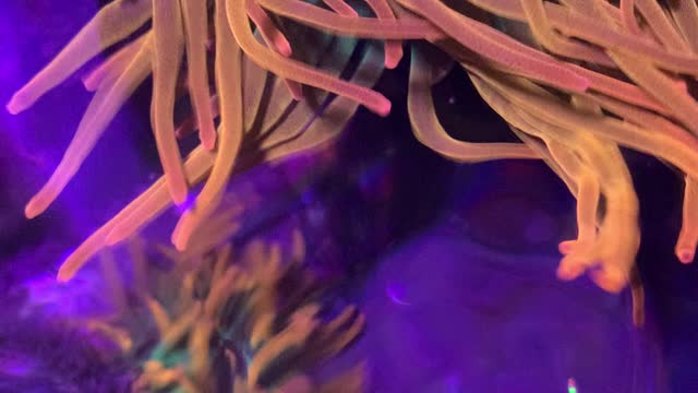 Anemones at Reeves’ Reef