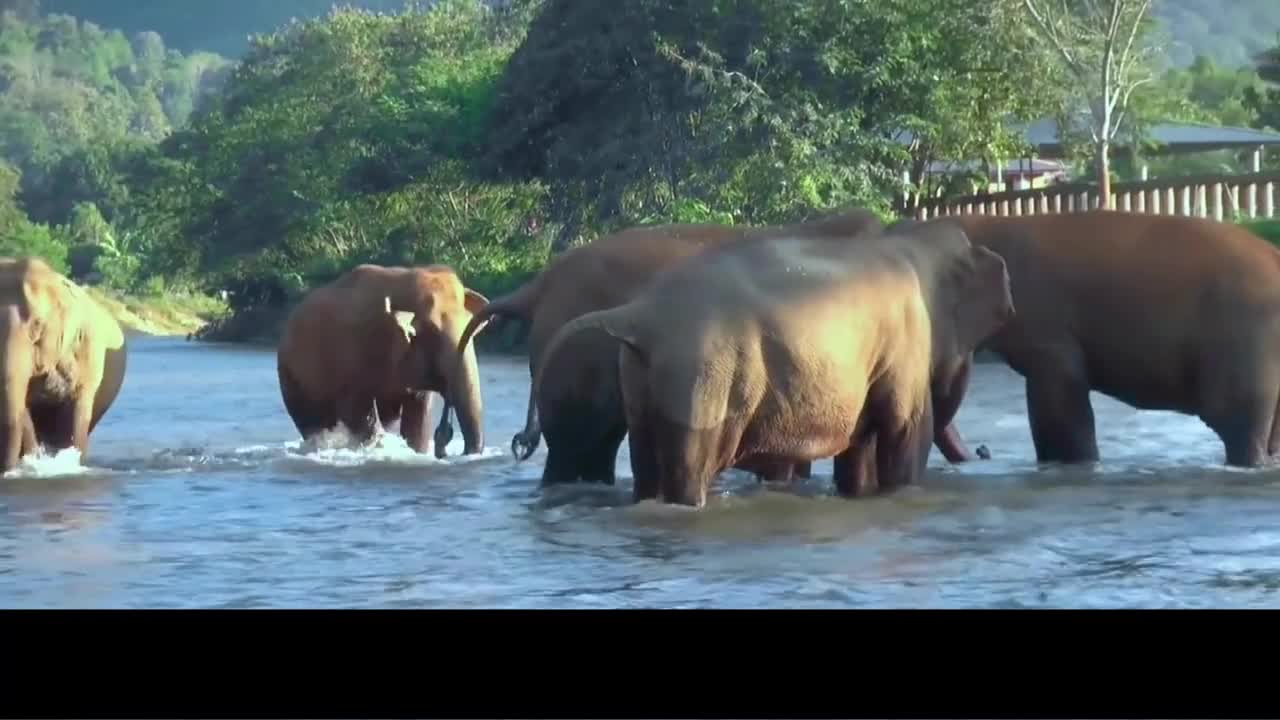 The elephant released back to nature still hasn't forgotten its former owner