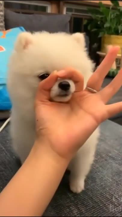 Good educated little dog!