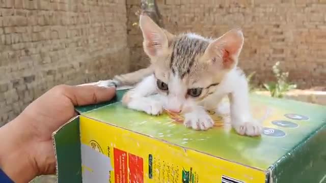 Funny cats and kittens meowing video