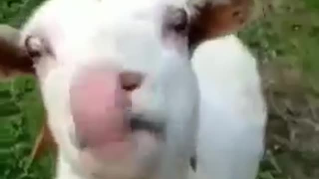 Funny goat