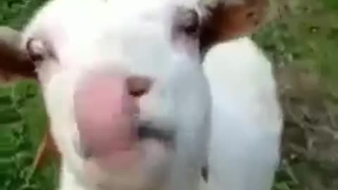 Funny goat