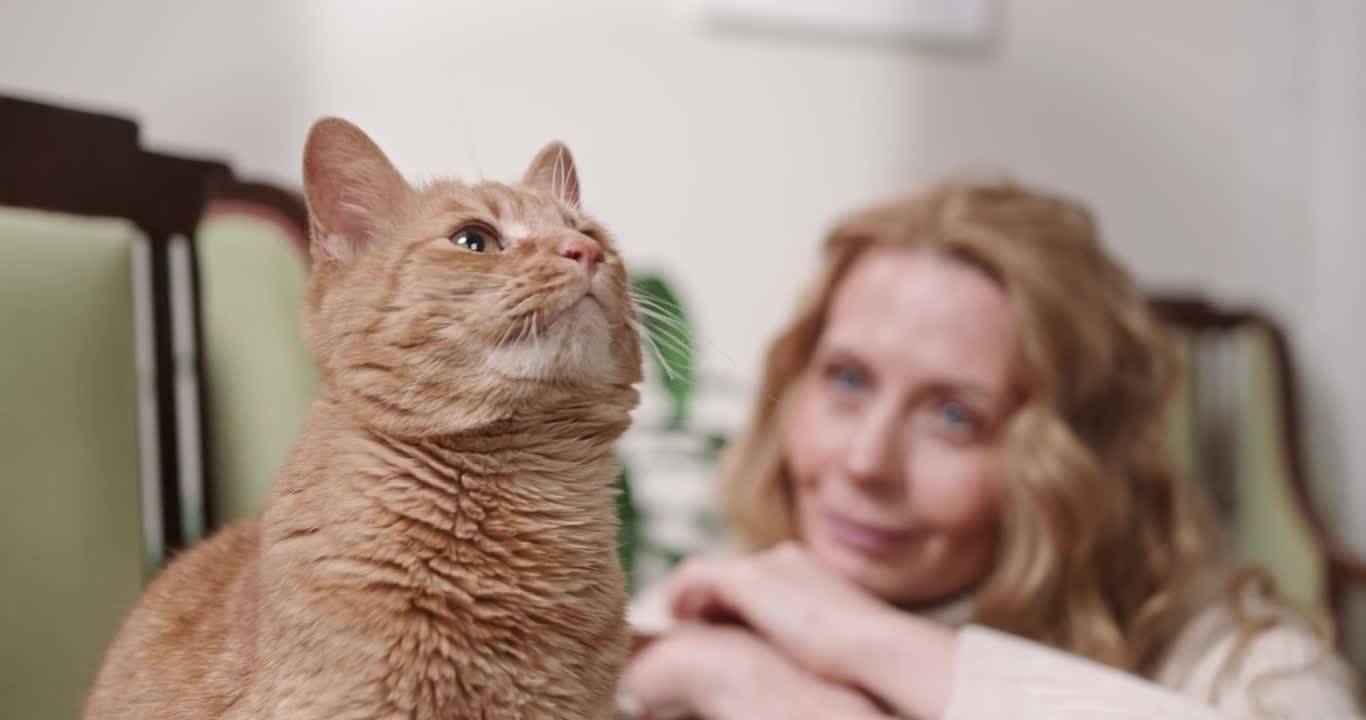 Cute Cat begs to have back scratched, has hilarious reaction to it