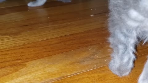 Cat cam with kittens butts 😁😁