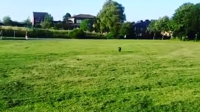 Cocker Spaniel has a spring in his step playing fetch!