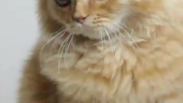 Funny cat ,funny animals