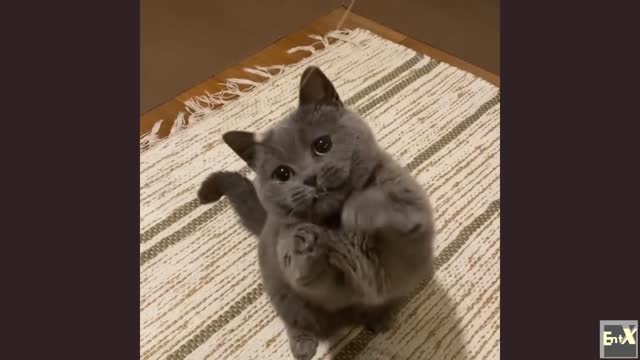 Cute fluffy cat plays with a string