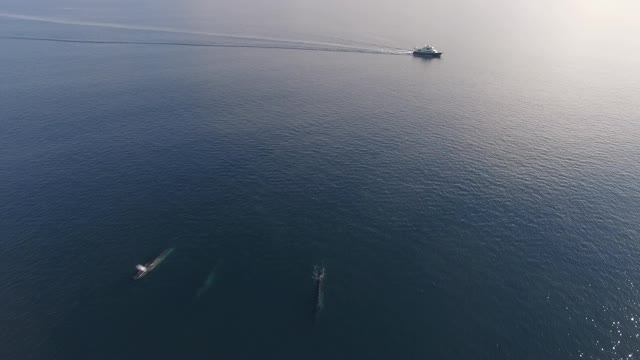 Photographer Catches Amazing Bird's-Eye View Footage Of Fin Whales